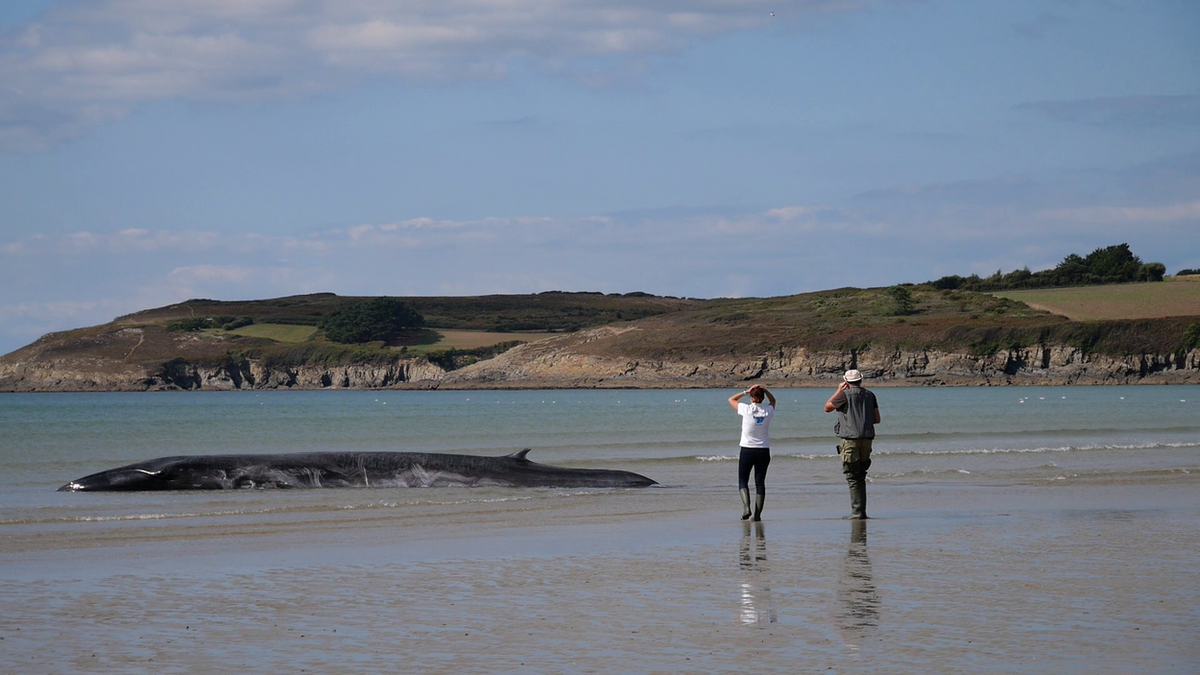Baleine échouée