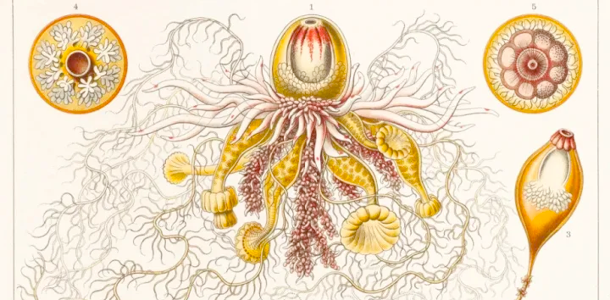 Morphogenèse et Esthétique: nouvelles dynamiques du devenir