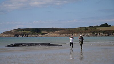 Baleine échouée