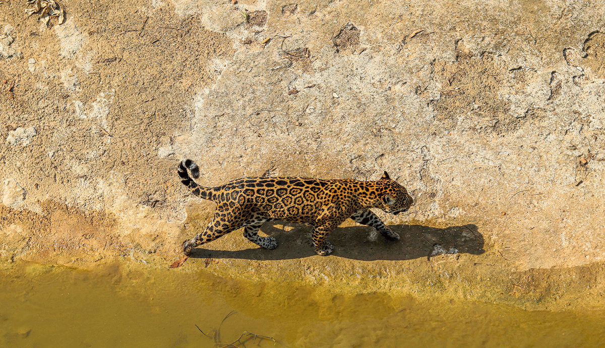 Habiter l’extinction : classifications scientifiques, survivance et plurivers de la disparition autour de la panthère nébuleuse 