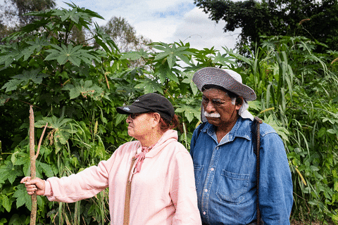 Article Emmanuelle Corne-retour sur le terrain mexicain