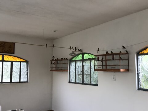 Oiseaux dans une maison