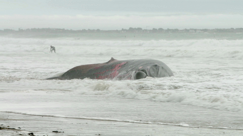 Baleine échouée