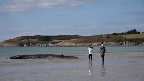 Baleine échouée