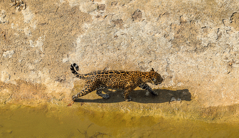 Habiter l’extinction : classifications scientifiques, survivance et plurivers de la disparition autour de la panthère nébuleuse 