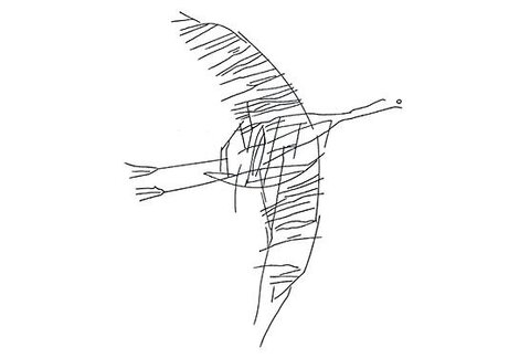 Oiseau dessiné
