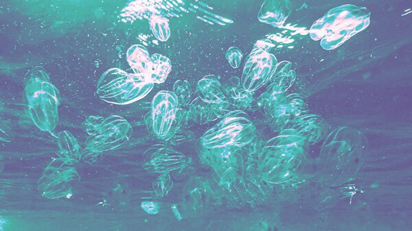 Lauréats 2025 de l'appel à projet "Océans : mondes sociaux, mondes vivants"