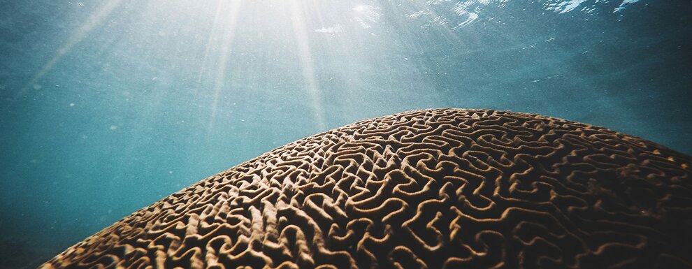 Le cerveau sans organes