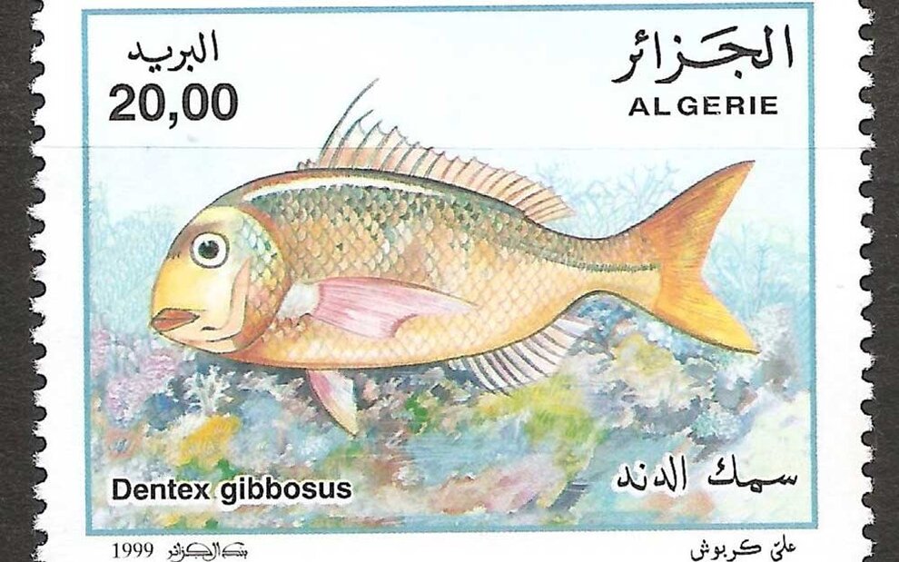 Vignette Ecohisma