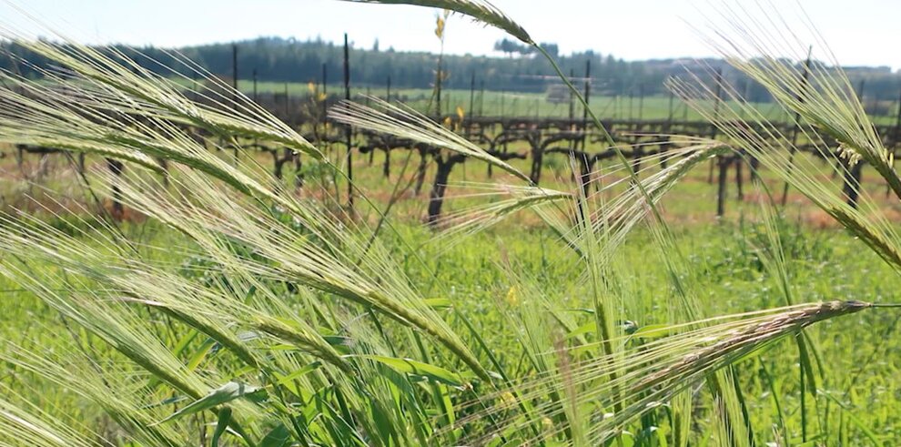 Les graines de l'au-delà. Domestiquer les plantes au Proche-Orient