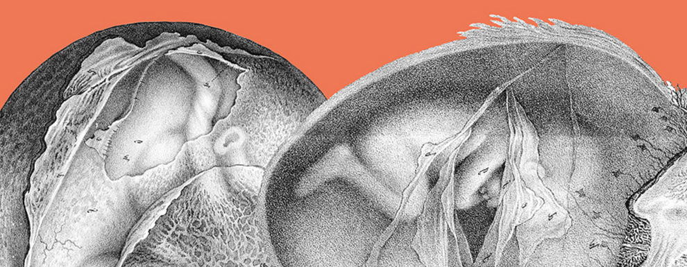 l'être antenatal.png